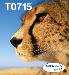 Ink Cartridge - T0715 - 23.9ml - Black/ Yellow/ Cyan/ Magenta